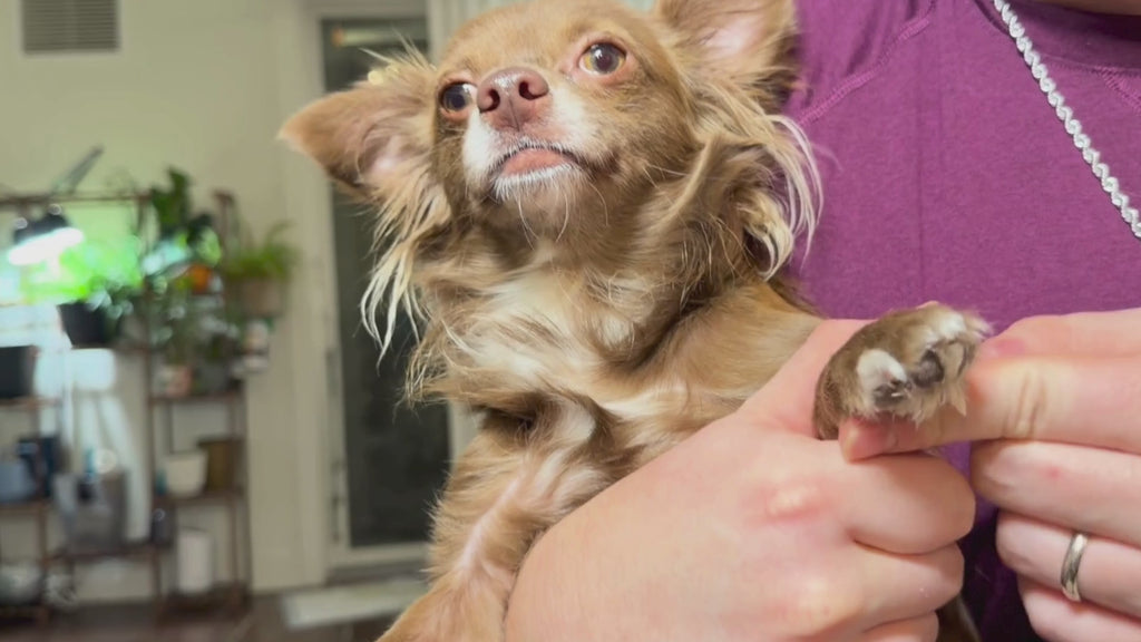 Dry Itchy Skin Relief for Dogs & Cats