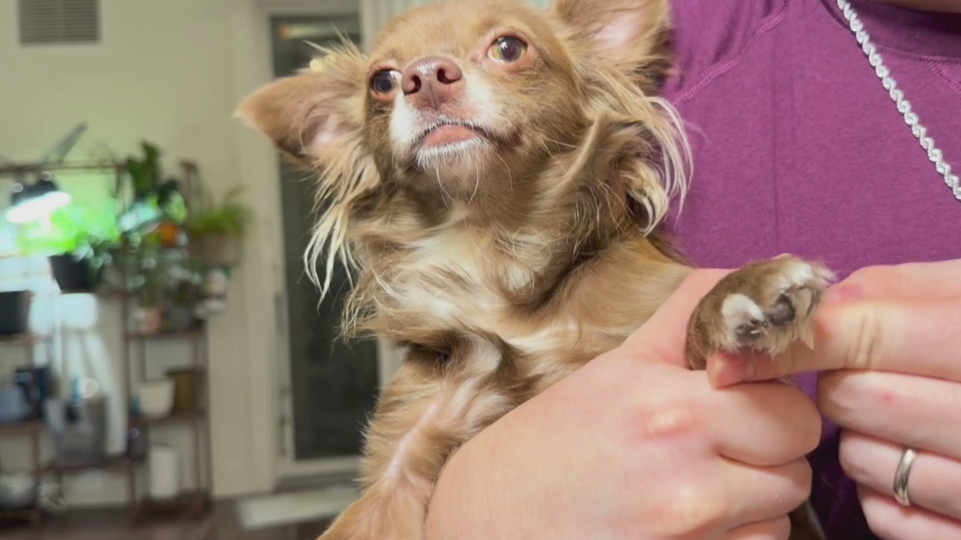 Dry Itchy Skin Relief for Dogs & Cats