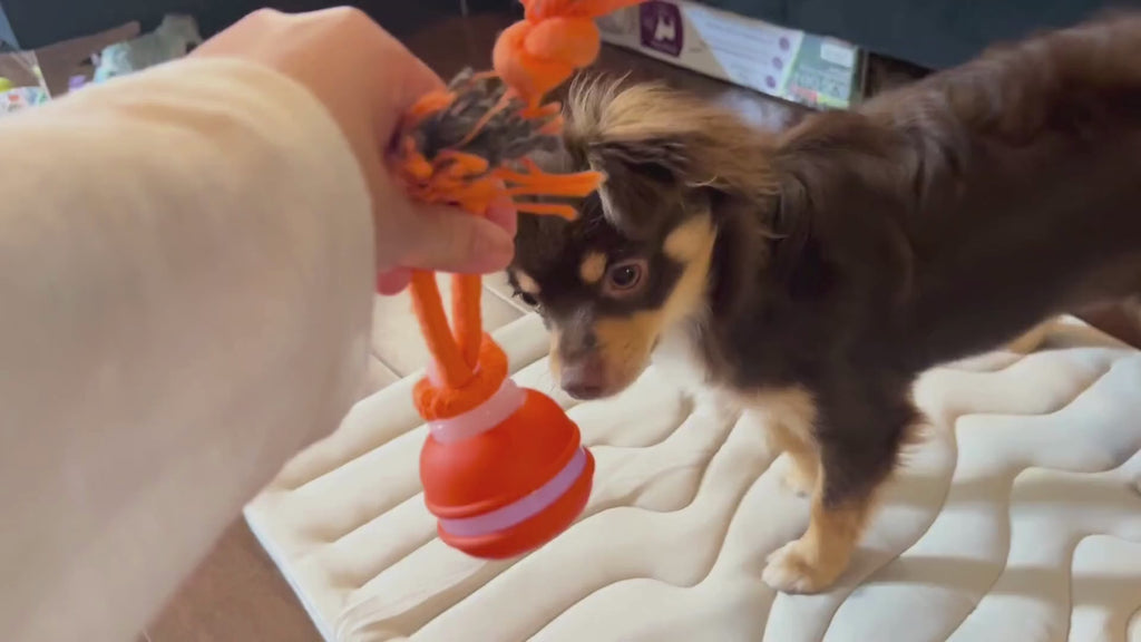 Salodal Peppy Pet Ball — Motion‑Activated Dog Toy