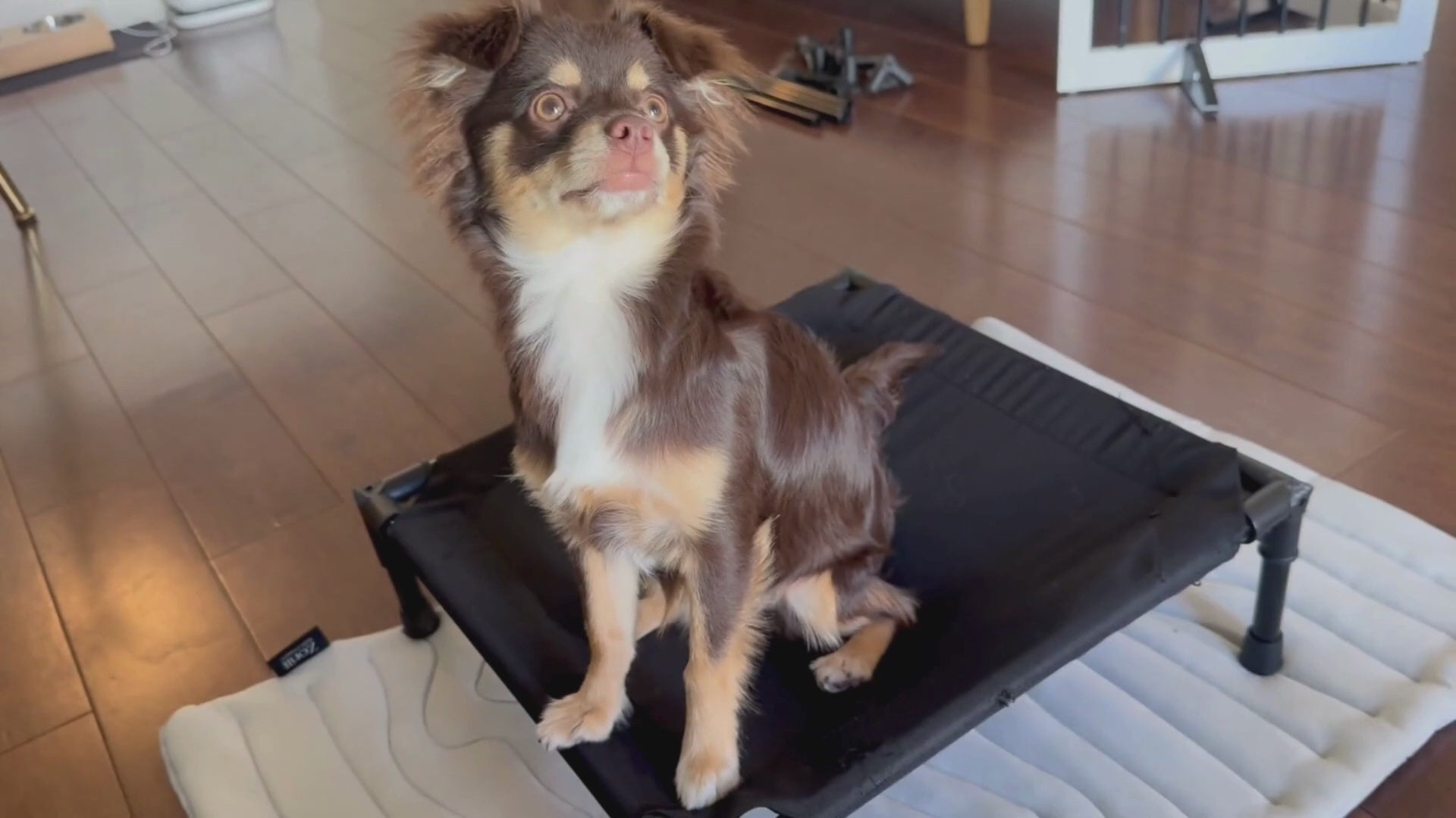 Love&go Elevated Dog Bed — Cooling Raised Pet Cot (Small)